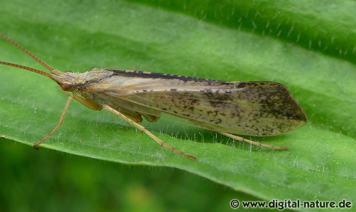 Köcherfliege Grammotaulius nigropunctatus