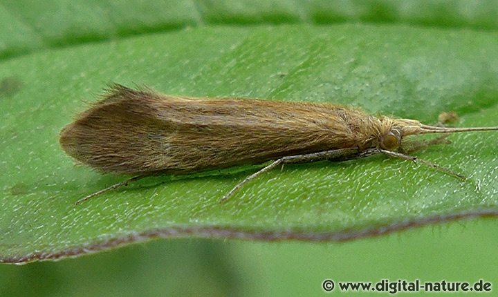Köcherfliege Adicella
