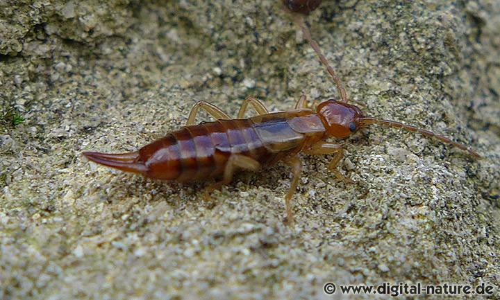 Gebüschohrwurm Weibchen