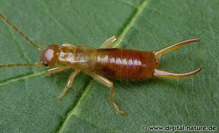 Apterygida media Männchen