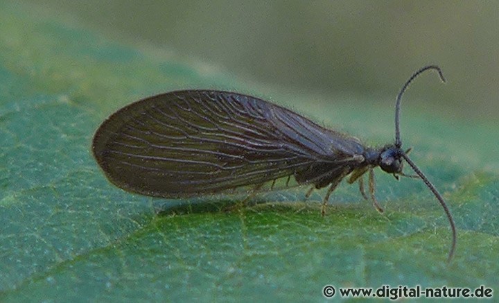 Schwammfliege Sisyra nigra