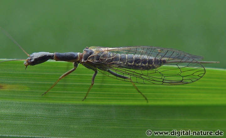 Kamelhalsfliege Subilla confinis
