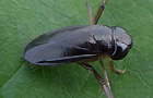 Cymatia bonsdorffi