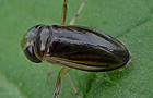Cymatia coleoptrata