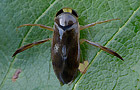 Corixa dentipes