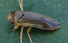 Sigara distincta