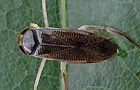 Sigara fossarum