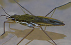 Gerris gibbifer