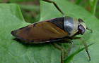 Notonecta glauca