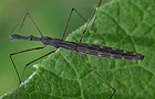 Hydrometra stagnorum