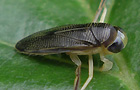 Sigara iactans