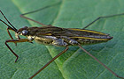 Gerris lacustris