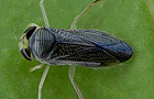 Sigara lateralis