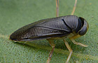 Hesperocorixa linnaei