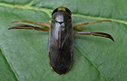 Corixa punctata