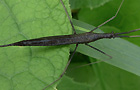Ranatra linearis