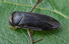 Hesperocorixa sahlbergi