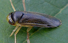 Sigara striata