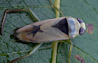 Notonecta viridis