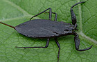Wasserskorpion