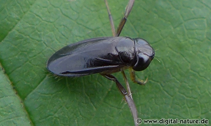 Cymatia bonsdorffi Männchen Merkmale