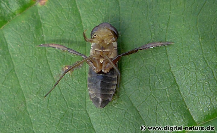 Cymatia bonsdorffi ist in Niedersachsen nicht gefährdet