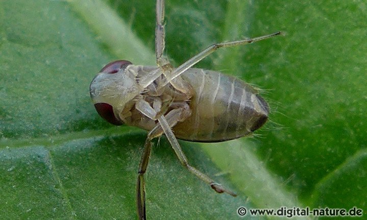 Cymatia coleoptrata Weibchen