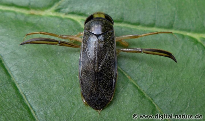 Corixa punctata Männchen