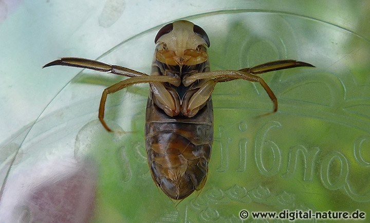 Corixa punctata Merkmale