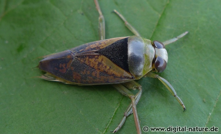 Gefleckter Rückenschwimmer Lebensweise