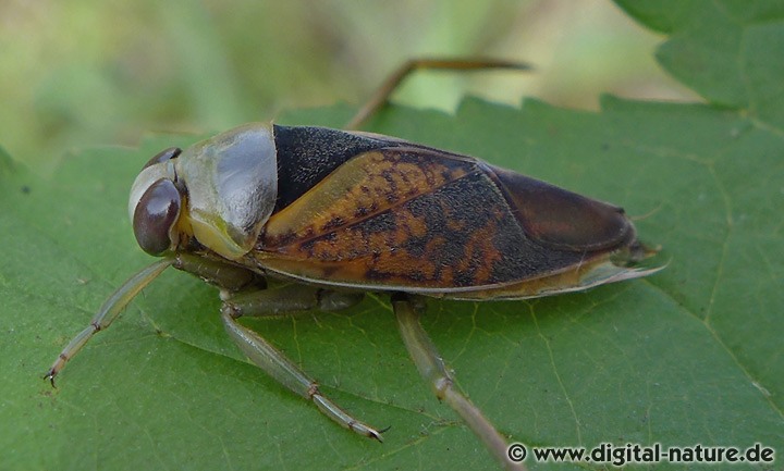 Pionierart Notonecta maculata