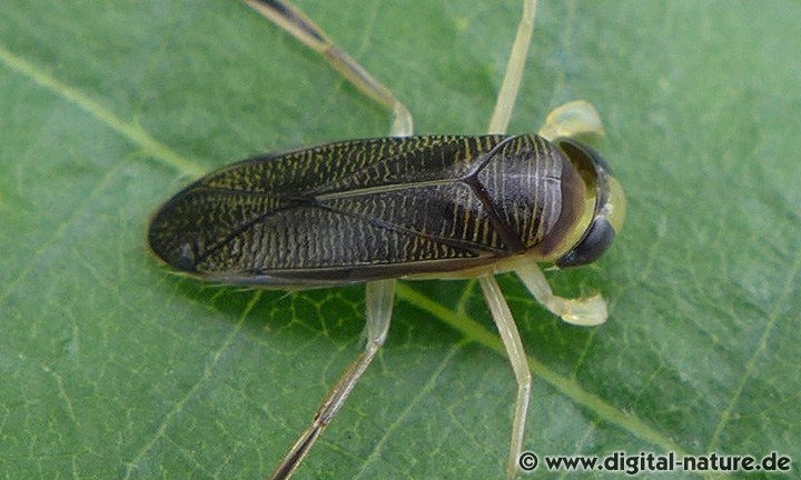 Sigara iactans ernährt sich von Wasserinsekten
