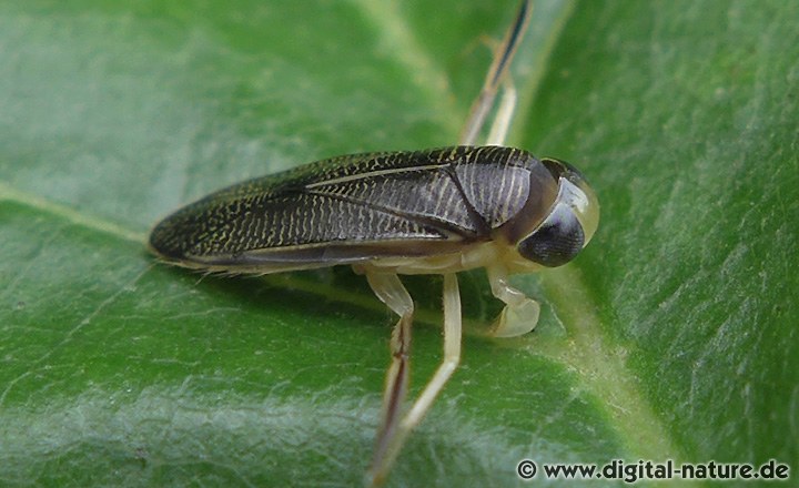 Pionierart Sigara iactans
