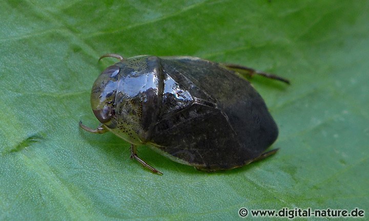 Ilyocoris cimicoides Merkmale