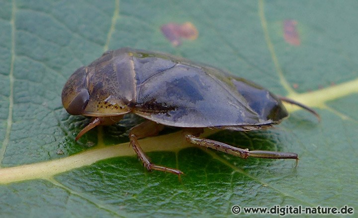 Schwimmwanze Larven Entwicklung