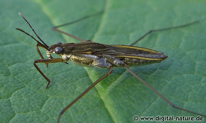Gerris lacustris Merkmale