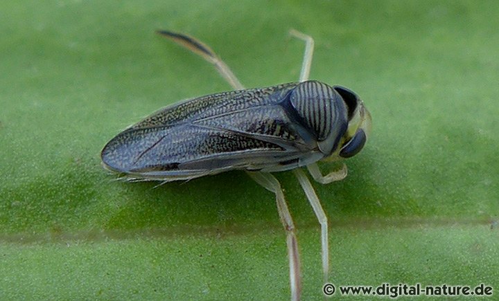 Ruderwanze Sigara lateralis Weibchen