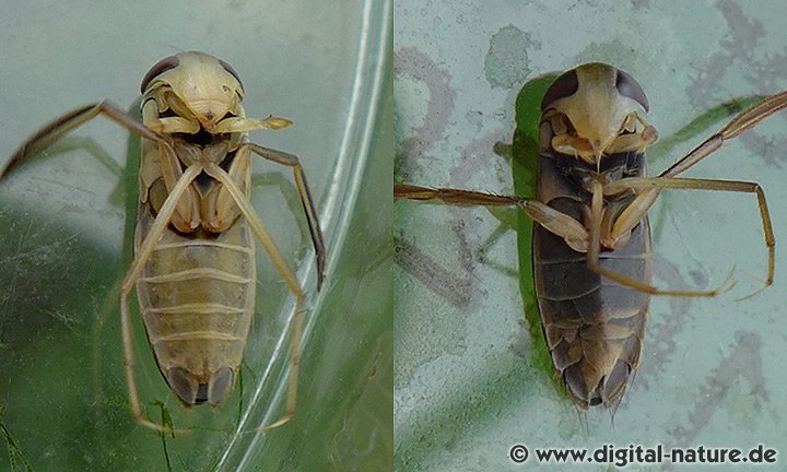 Hesperocorixa linnaei Merkmale