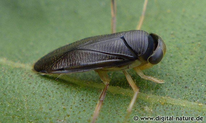 Hesperocorixa linnaei Weibchen