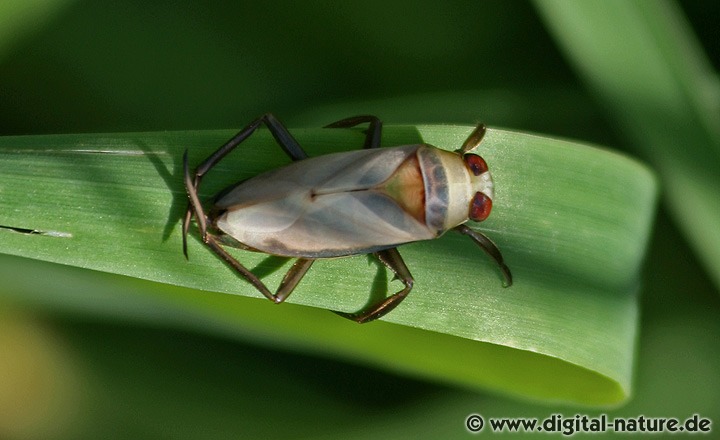 Notonecta lutea oder reuteri
