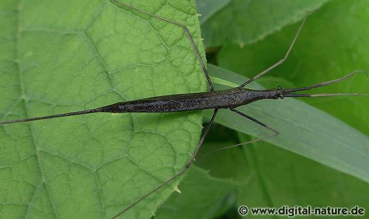 Stabwanze Ranatra linearis