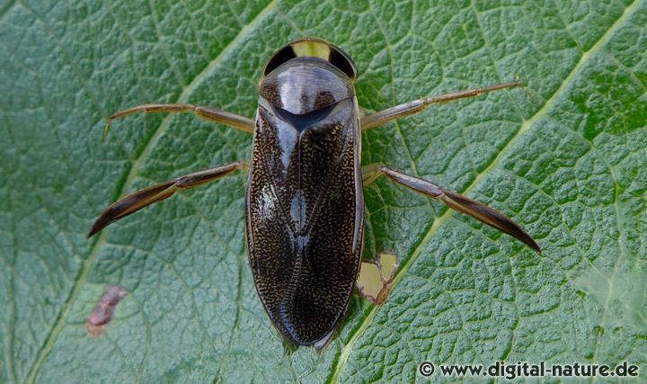 Corixa dentipes Merkmale