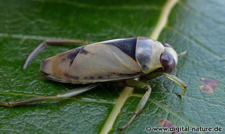 Notonecta viridis: Merkmale und Unterscheidung