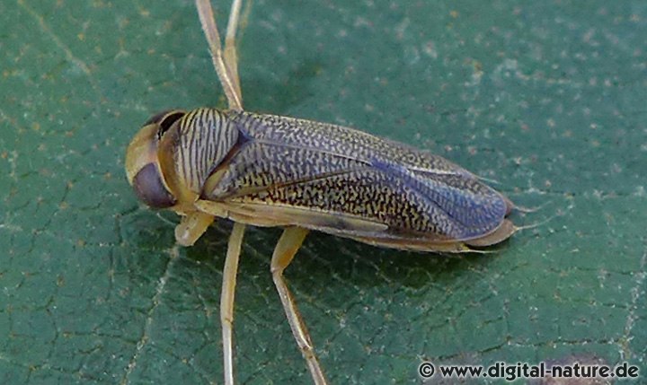 Ruderwanze Sigara (Subsigara) distincta