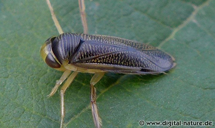 Sigara striata: Habitate und Lebensweise