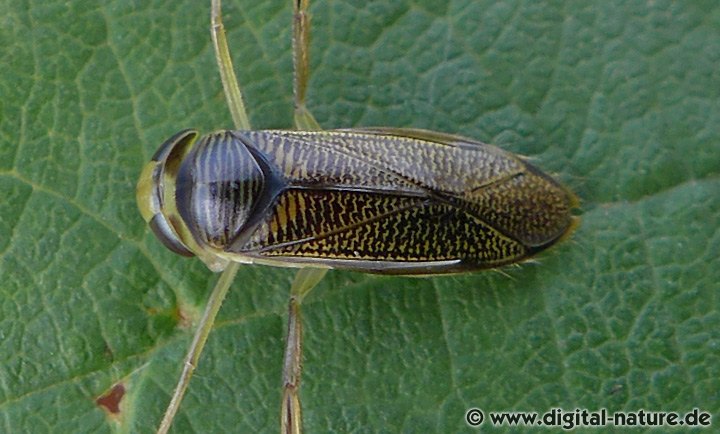Physikalische Kieme bei Sigara striata