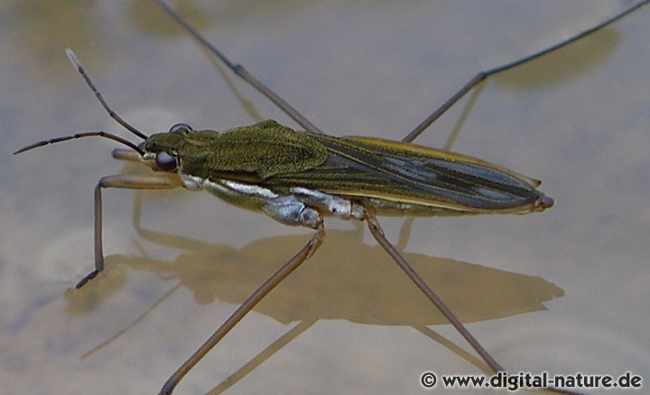 Wasserläufer Gerris gibbifer