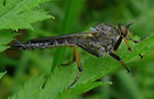 Alabasterfliege