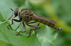 Burschen-Raubfliege