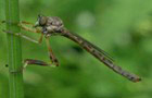 Wald-Schlankfliege